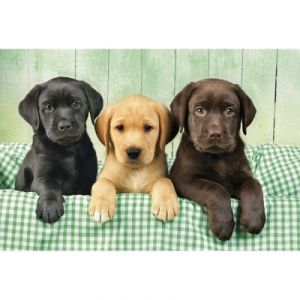 Clementoni Trio de labradors - Puzzle 1000 pièces