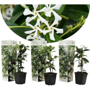 Image de Jasmin toscan - Set de 3 - Plantes de jardin - Blanc - Pot 9cm - Hauteur 25-40cm - Blanc