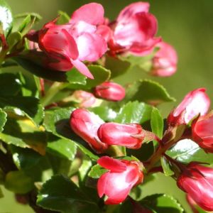 Escallonia x Apple Blossom/Pot de 4L - 40/60 cm