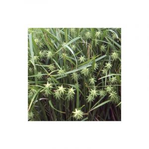 Laiche de Gray/Godet - 5/20 cm