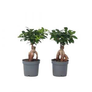 Plant in a Box - Bonsai Ficus Ginseng - Set de 2 - Plante d'intérieur - Pot 12cm - Hauteur 30-40cm