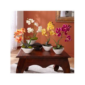 MONA Phalaenopsis Jaune