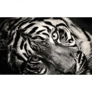 Hxadeco - Tableau animaux noir et blanc magnifique tigre, 80x50cm