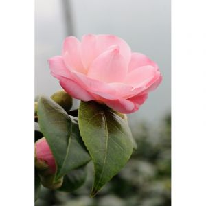 Cam&eacute;lia 'nuccio's cameo' taille du pot