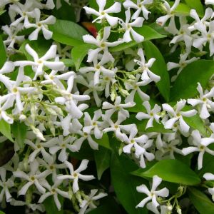 Jasmin &Eacute;toil&eacute; Jasmino&iuml;des C 1, 5 Litres