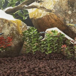 VidaXL Roches volcaniques 10 kg rouge 3-5 cm