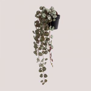 Plante Suspendue Artificielle Décorative Ceropegia Vert Foncé