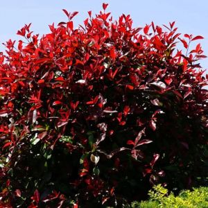 Photinia Red Robin/Pot de 5L - 80/100 cm