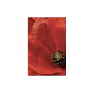 Plage Sticker r&eacute;frig&eacute;rateur et lave vaisselle, coquelicot beaut&eacute; nature d&eacute;co, 75 cm X 49 cm