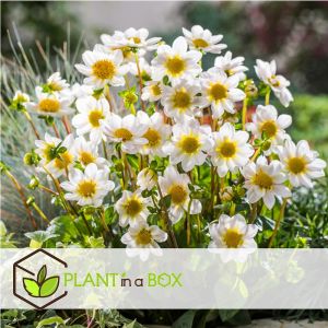 M&eacute;lange de bulbes pour le jardin - Set de 250 - Anemone Allium Gladiolus Dahlia