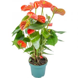 Anthurium 'Aristo' Orange - Plante Flamingo - Entretien facile - ?14 cm - ?45-55 cm