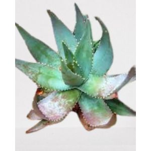 Image de Lot de 25 graines à semer - Le Grenier d' Abondance - ALOE Microstigma - Plante succulente
