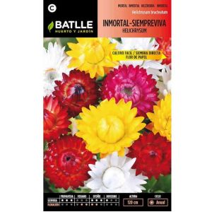 Batlle Graines D'immortelle &agrave; Bract&eacute;es