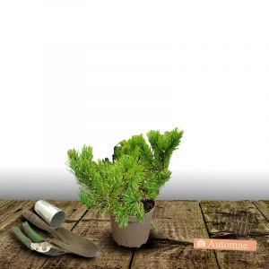 Pin sylvestre sylvestris Globosa Viridis/Pot de 3L - 40/60 cm