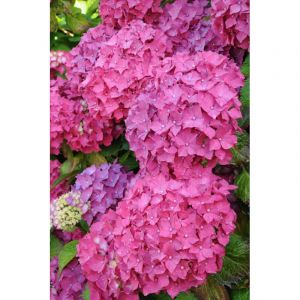 Hortensia 'rosita' taille du pot - en pot de 2 litres
