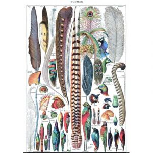 Grafika Illustration du Larousse pour Tous : Plumes, 1907-1910