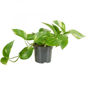 Scindapsus Aureum - Pothos doré - Plante suspendue - Plante d'intérieur - Plante grimpante pour l'intérieur - Facile d'entretien - Purificatrice