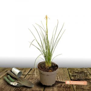 Kniphofia, Tison de Satan Orange Vanilla Popsicle/Pot de 4L - 20/40 cm