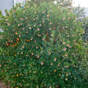 Arbousier, Arbre aux fraises Compacta/Pot de 4L