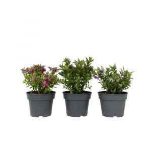 Hebe 'Siara', 'Ranaia', 'Samona' - Hebe - Mix de 3 - Pot 13cm - Hauteur 30-35cm