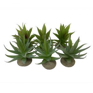 Aloë décoratif pour terrarium Terra Della