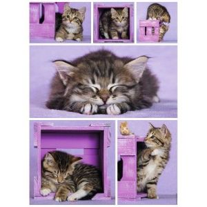 Nathan Chatons mignons - Puzzle 500 pièces
