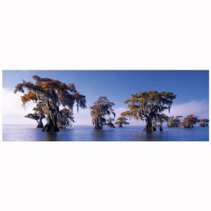 Heye Puzzle Edition Alexander Humboldt : Popp-Hackner, Bald Cypresses 1000 pi&egrave;ces