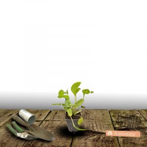 Rudbeckia lumineuse Goldsturm/Godet - 5/20 cm