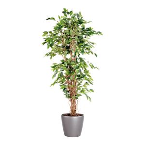 Ficus liane avec pot rond