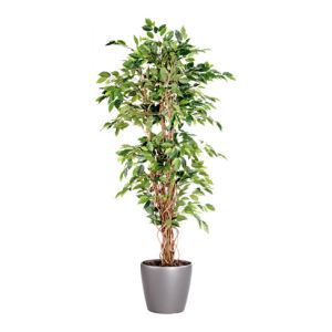 Image de Ficus liane avec pot rond