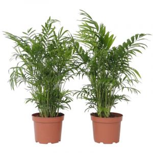 Image de Chamaedorea elegans - Set de 2 - Pot 17cm - Hauteur 50cm
