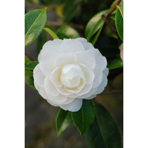 Rou&eacute; P&eacute;pini&egrave;res - Cam&eacute;lia 'Jean Paul II' - En pot de 1 litre