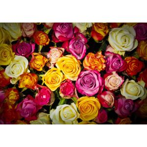 Image de Grafika Roses