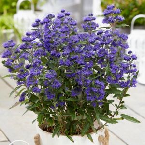 Caryopteris Grand Bleu 'Inoveris'/Pot de 7,5L - 40/60 cm