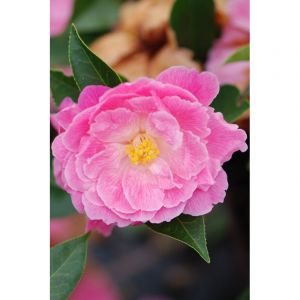 Cam&eacute;lia lady de nantes' taille du pot -