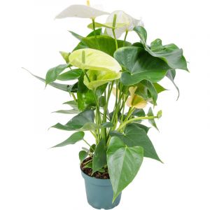 Anthurium 'Aristo' Blanc - Flamingo Plant - Entretien facile - ?12 cm - ?30-40 cm