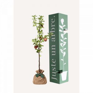 Arbre à offrir Pommier Reine des Reinettes - Fertilité et Prospérité