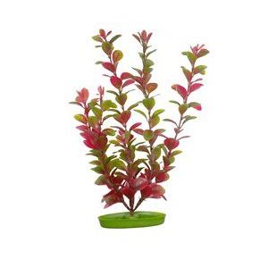 Image de Hagen AQUASCAPER Med.  LUDWIGIA ROJA 20 cm