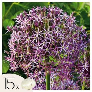 Allium Christophii - Bulbes de fleurs x15 - Violet