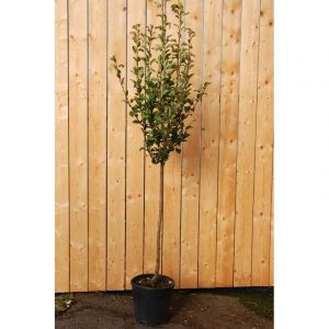 Poirier 'williams' taille du pot - en pot de 15 litres