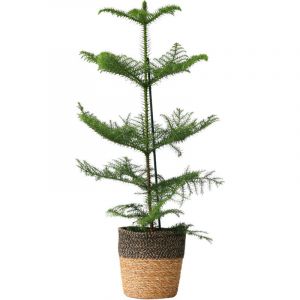 Araucaria Heterophylla - Inclus panier - Pin - Pot 17cm - Hauteur 50-60cm