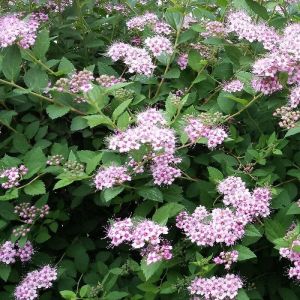 Spir&eacute;e de Van Houtte Fujino Pink/Pot de 3L - 20/40 cm