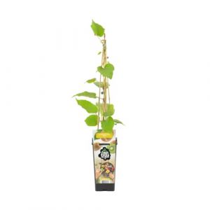 Bloomique - 1x Actinidia del. Jenny P14H70