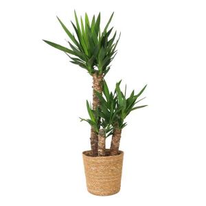 Pied d'&eacute;l&eacute;phant - Yucca elephantipes - Hauteur 70-80cm - ⌀21cm