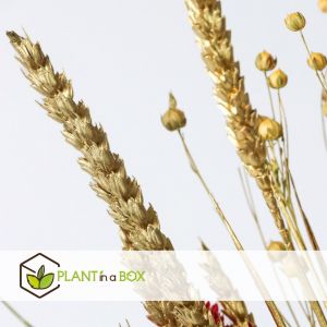 Bouquet de fleurs Winter Glamour - fleurs s&eacute;ch&eacute;es - hauteur 35 cm