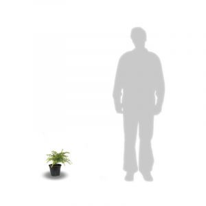 Cèdre du Liban Nana/Pot de 3L