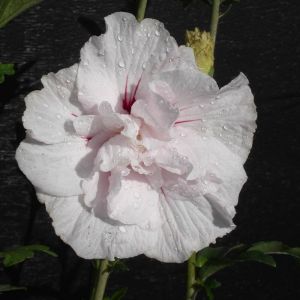Hibiscus syriacus Eruption 'Mineru'/Pot de 10L - 80/120 cm