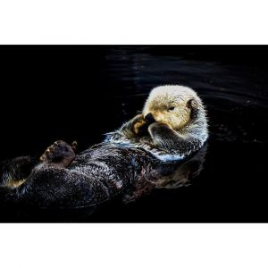 Ceanothe Tableau sur toile loutre 65x97 cm