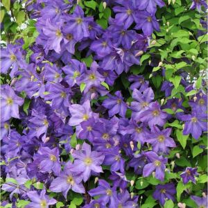 Clématite viticella Solina/Pot de 1,5L - Tuteur bambou 30/60 cm