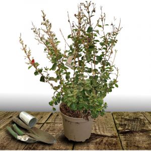 Lilas des Indes Rose Indien/Pot de 10L